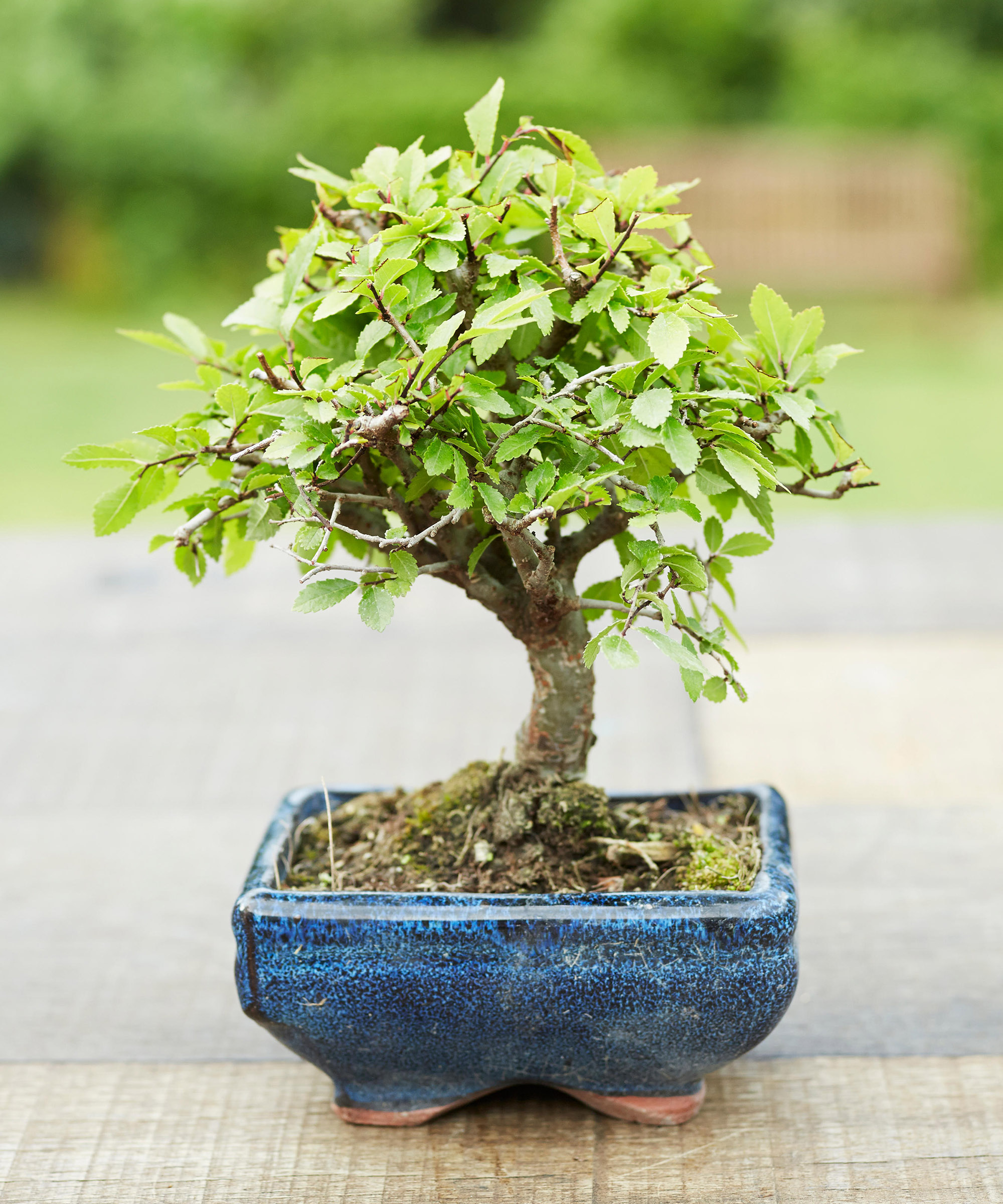 Bonsai 3